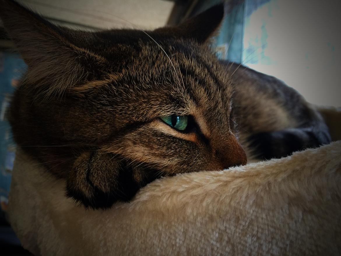 Huskat Ludvig the bulldog billede 17