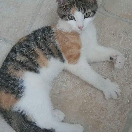 Huskat Lulu (R.I.P) - Smukke Lulu mis ! billede 1