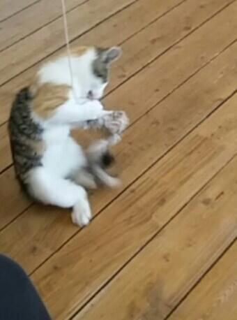 Huskat Lulu (R.I.P) - Hun bliver en god musefanger når hun skal til og være ude :D billede 2