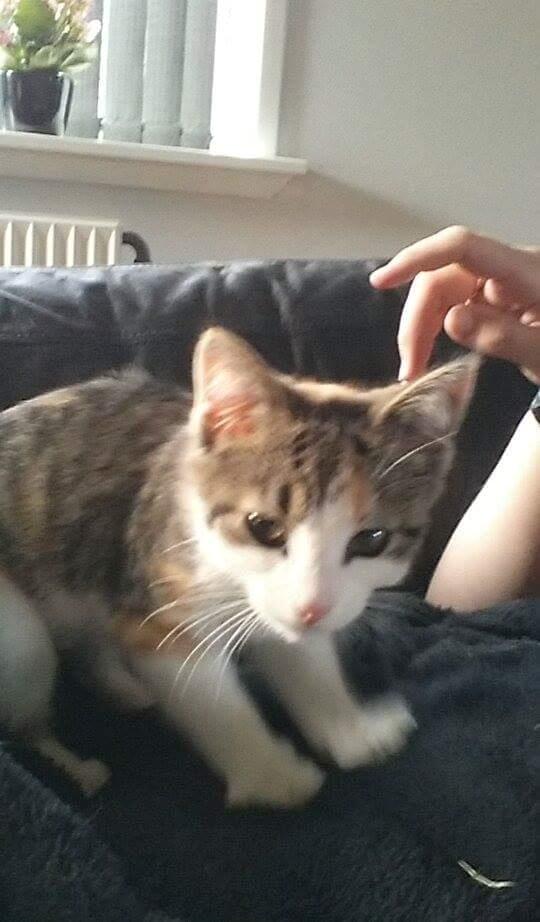 Huskat Lulu (R.I.P) - Svært og tage billeder af en meget aktiv killing :) billede 4