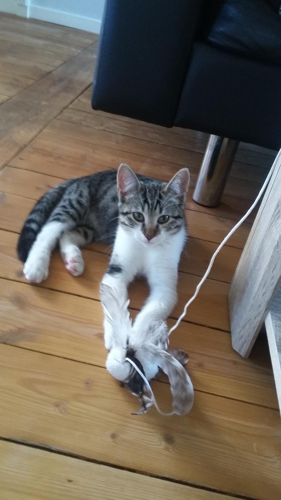 Huskat Mille - Leger lige med musen billede 1