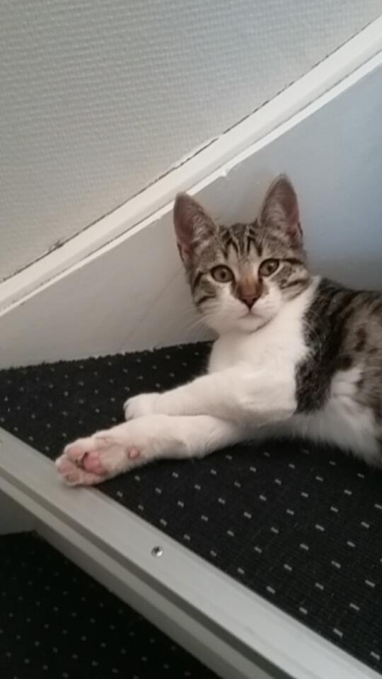 Huskat Mille - Mille mis billede 4