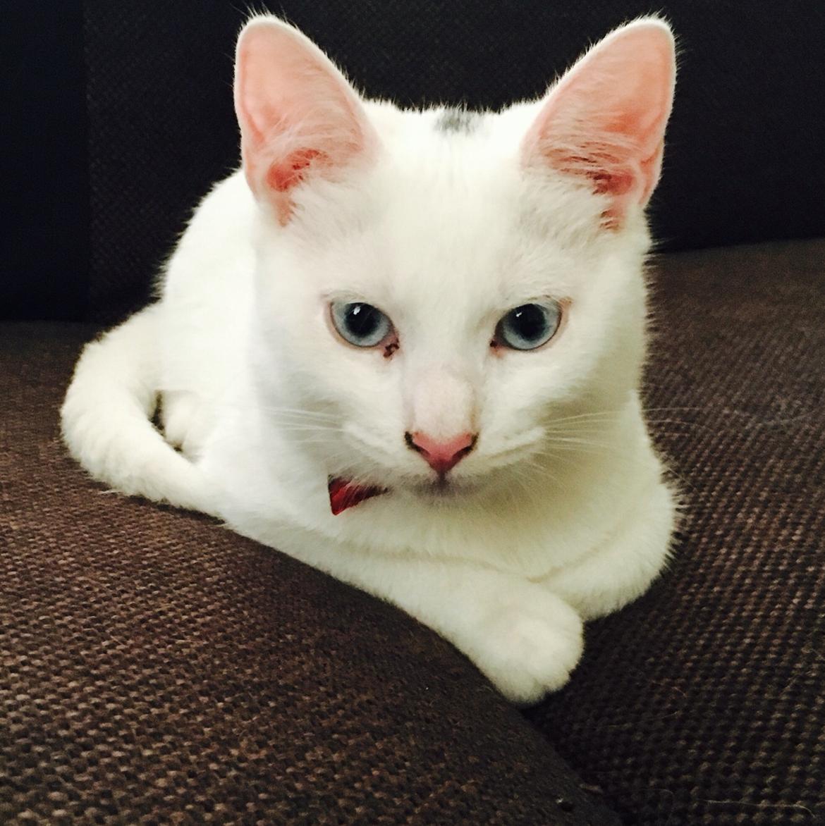 Blanding af racer Melina (hvid kat) billede 14