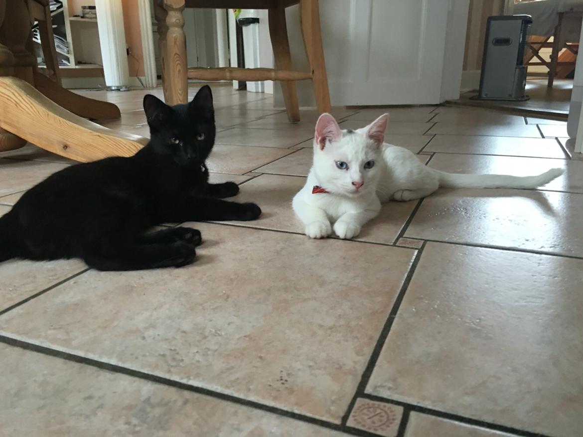 Blanding af racer Melina (hvid kat) billede 15