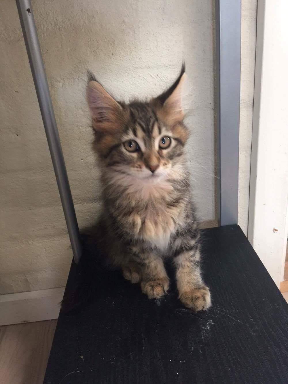 Maine Coon Dk Engbergs Aya billede 1