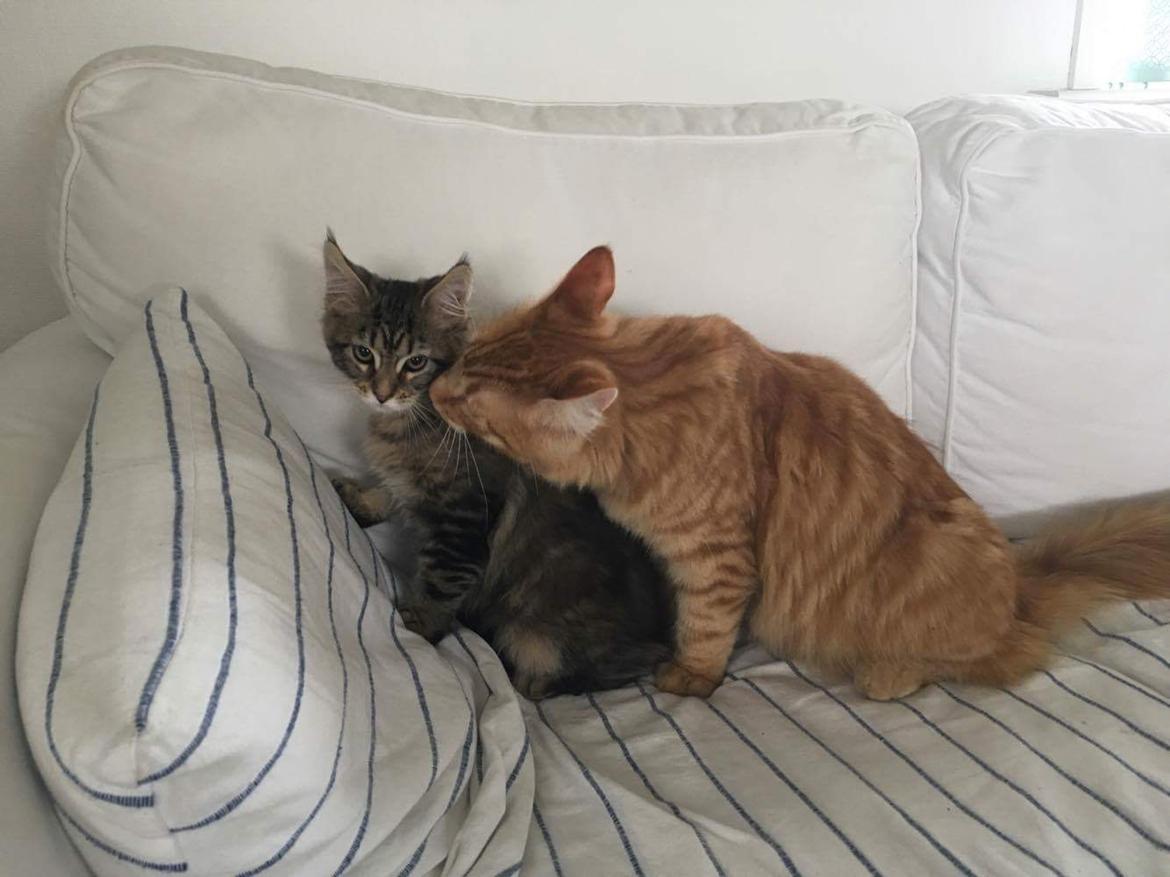 Maine Coon Dk Engbergs Aya billede 2