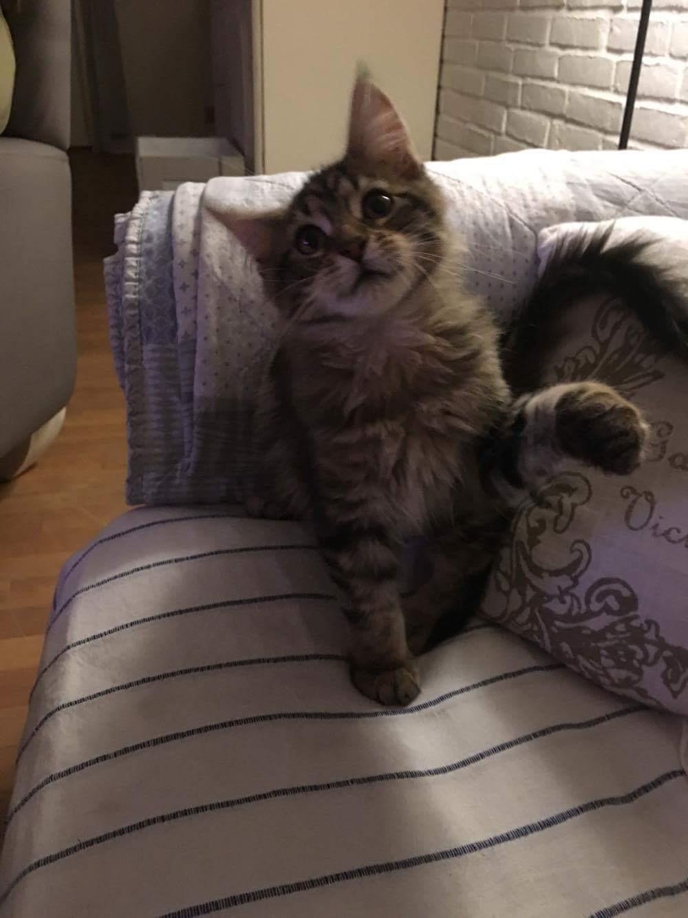Maine Coon Dk Engbergs Aya billede 4