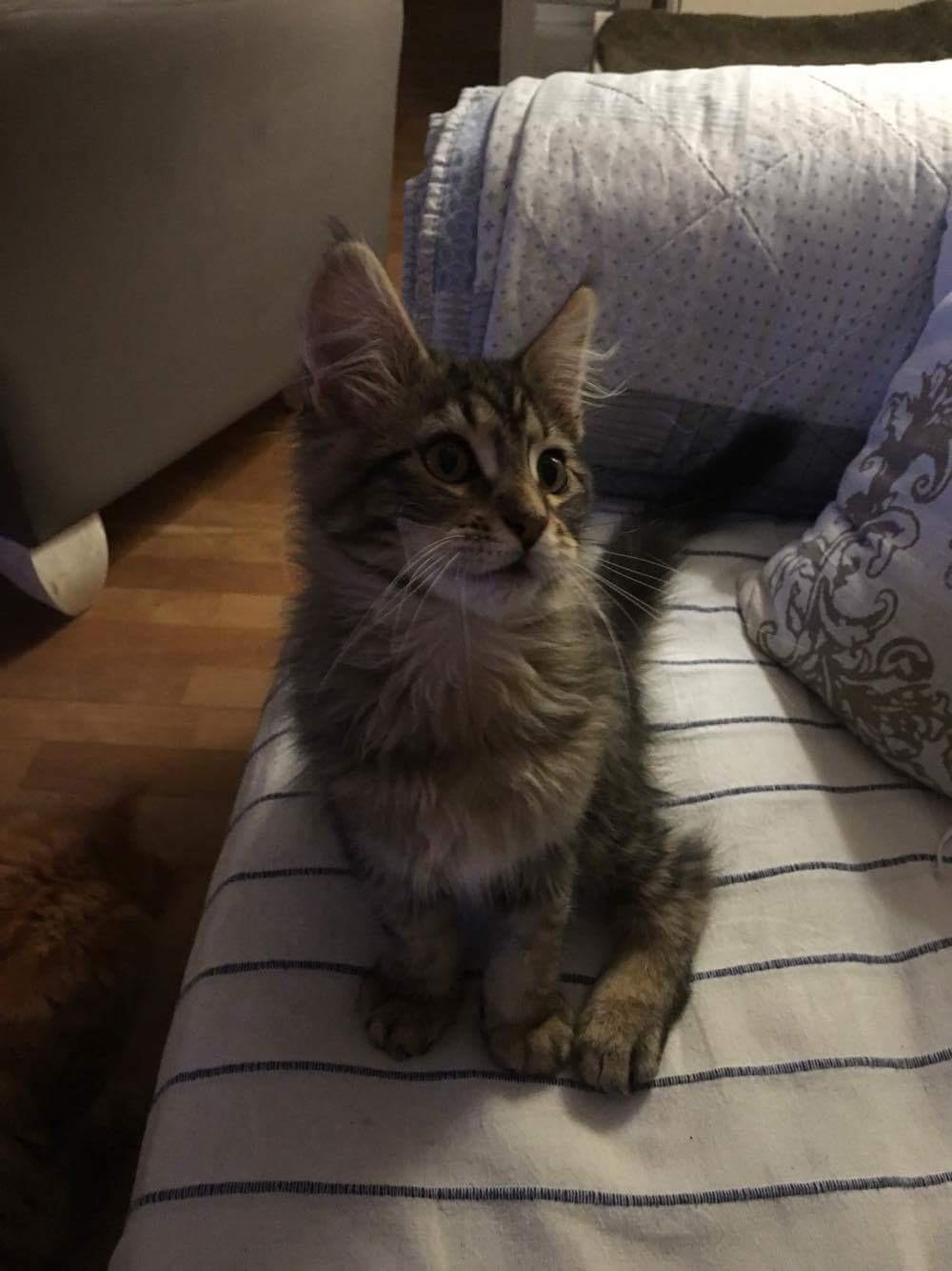 Maine Coon Dk Engbergs Aya billede 5