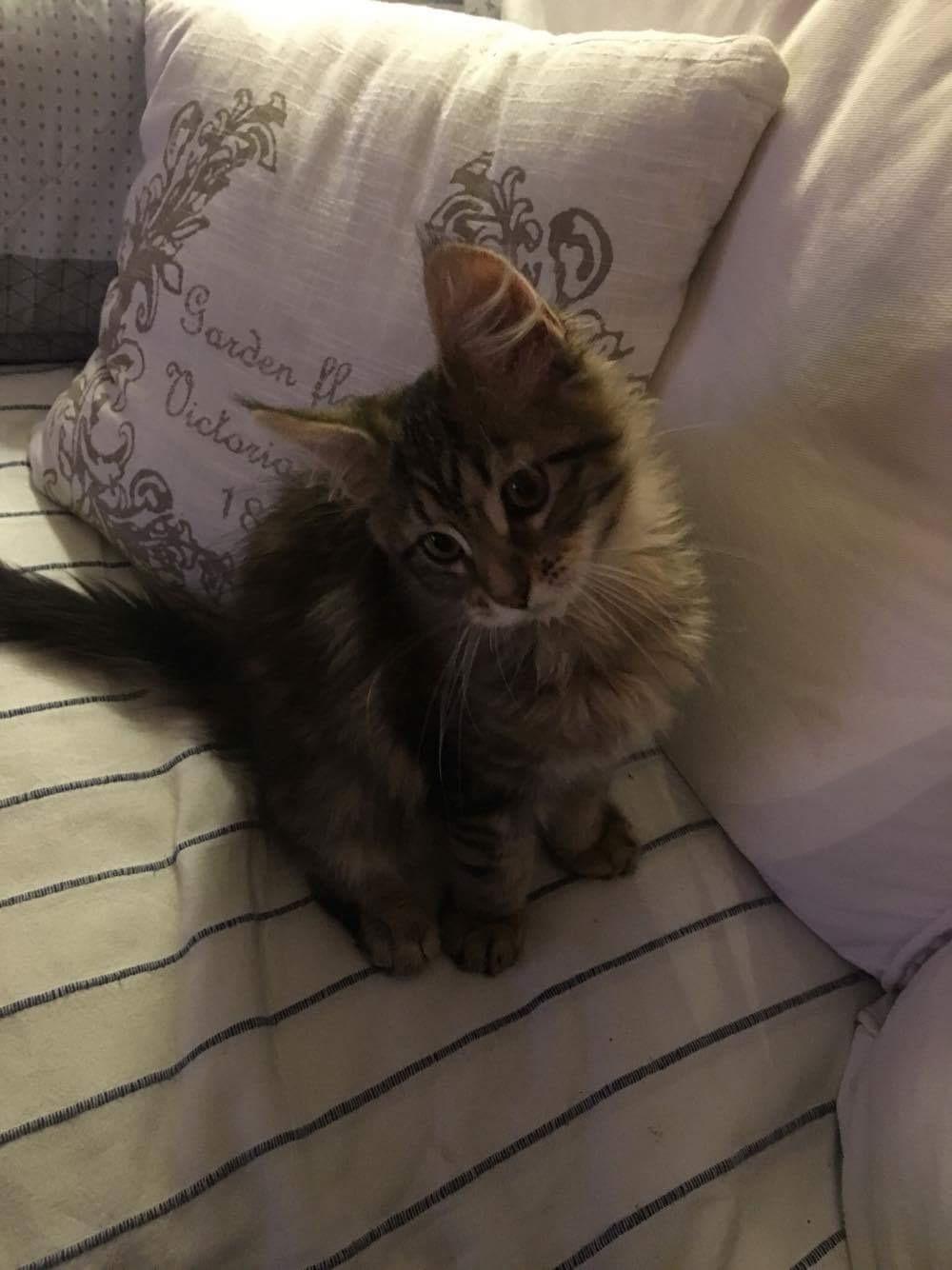 Maine Coon Dk Engbergs Aya billede 6