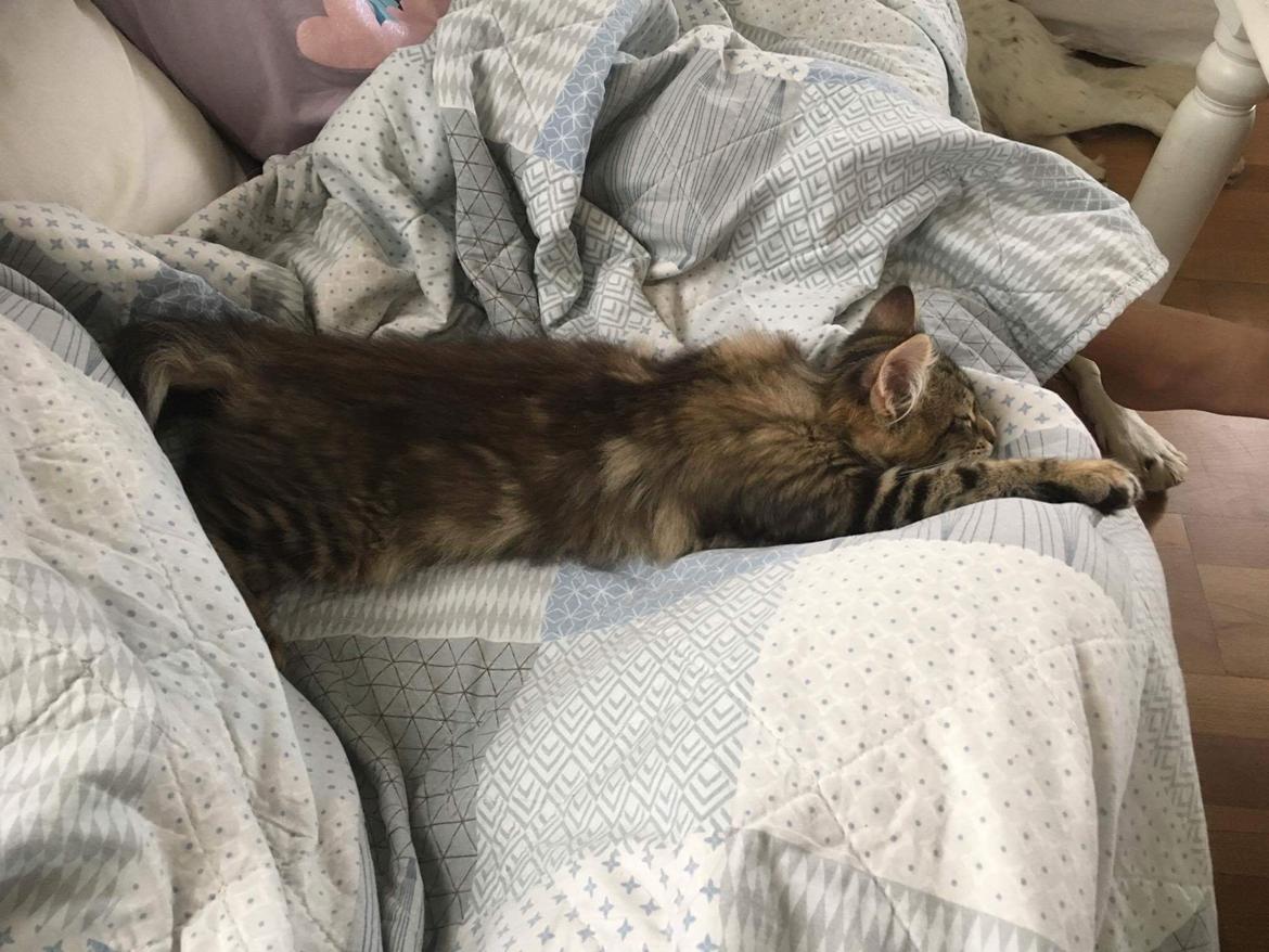 Maine Coon Dk Engbergs Aya billede 7