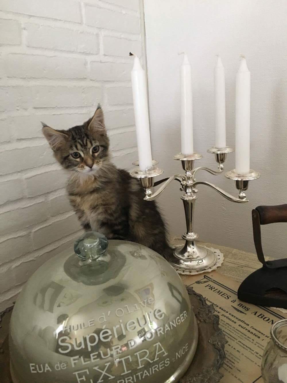 Maine Coon Dk Engbergs Aya billede 3
