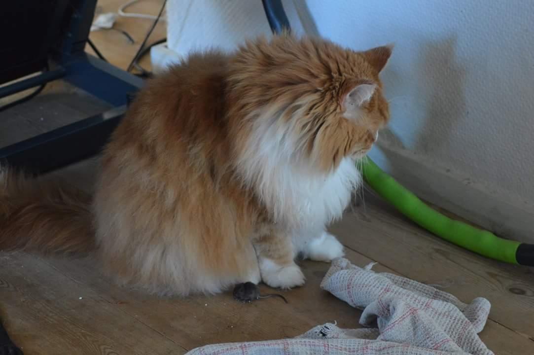 Maine Coon Timitas Danish Dynamite billede 9