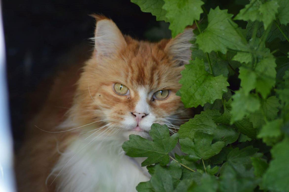 Maine Coon Timitas Danish Dynamite billede 2