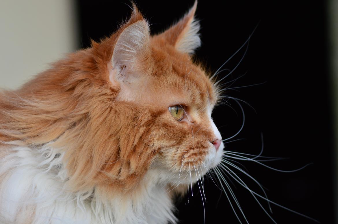 Maine Coon Timitas Danish Dynamite billede 1