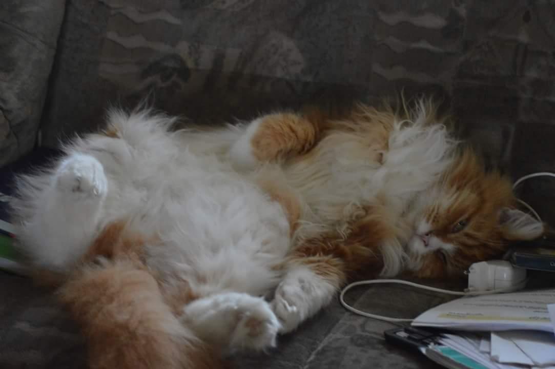 Maine Coon Timitas Danish Dynamite billede 4