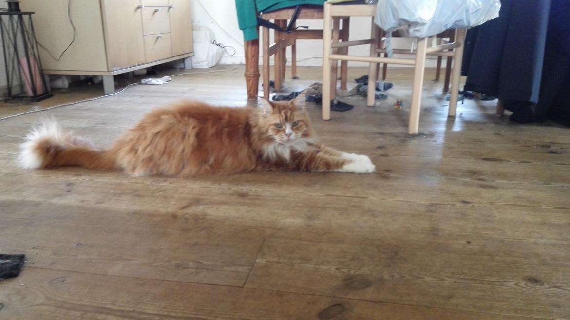 Maine Coon Timitas Danish Dynamite billede 14