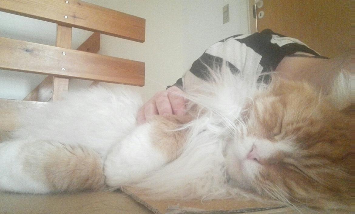 Maine Coon Timitas Danish Dynamite billede 18