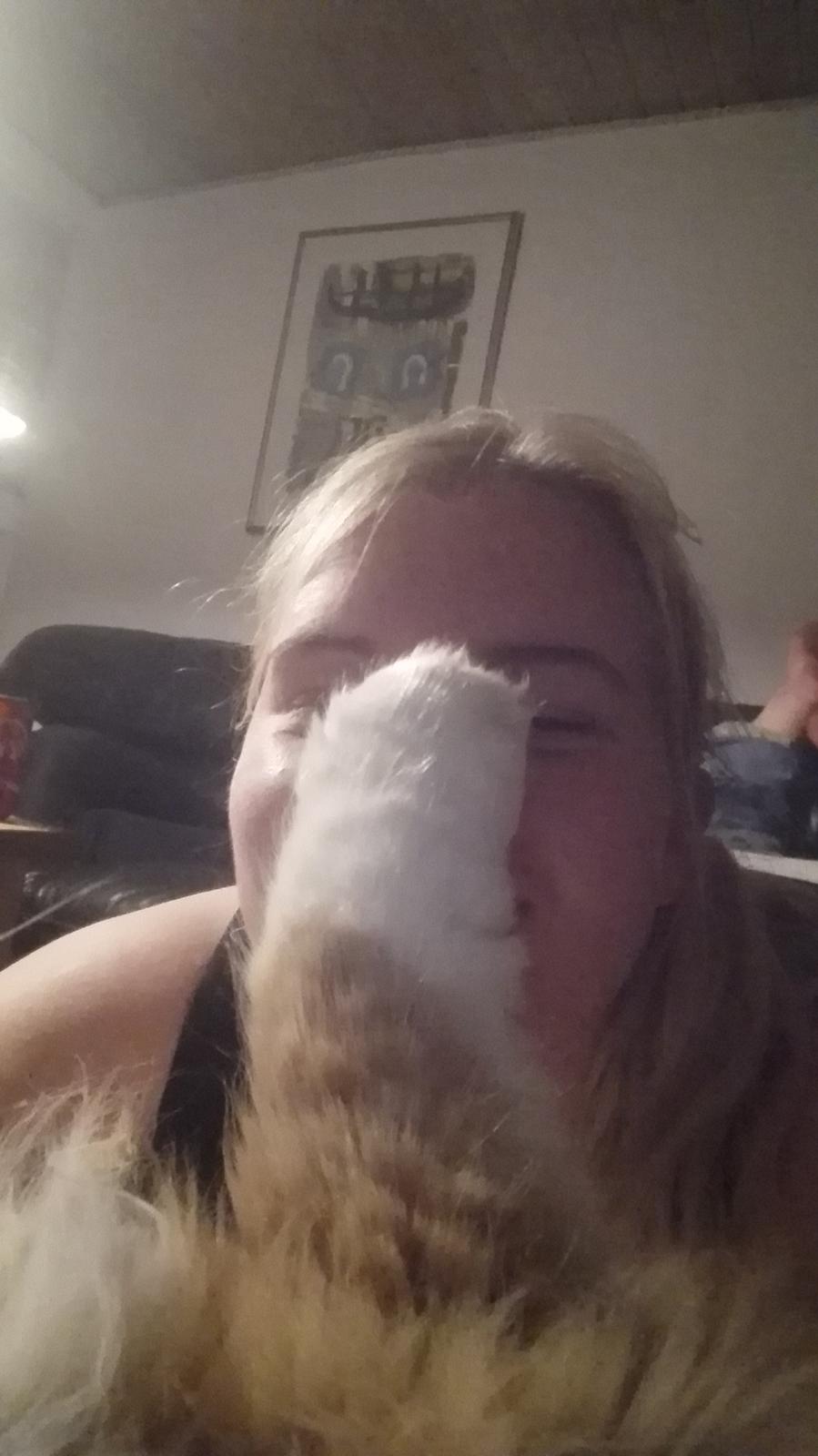 Maine Coon Timitas Danish Dynamite billede 8