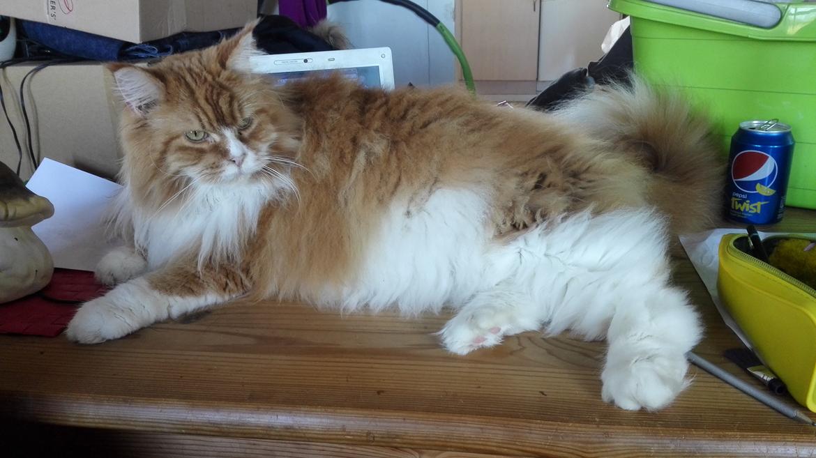 Maine Coon Timitas Danish Dynamite billede 10