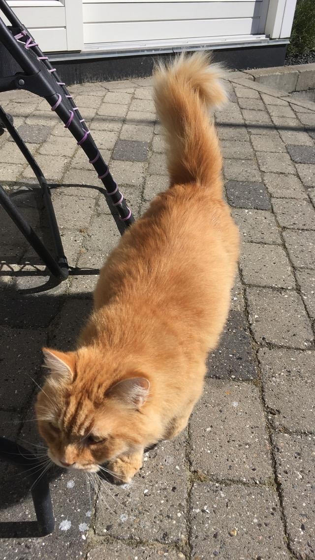 Blanding af racer Simba billede 14