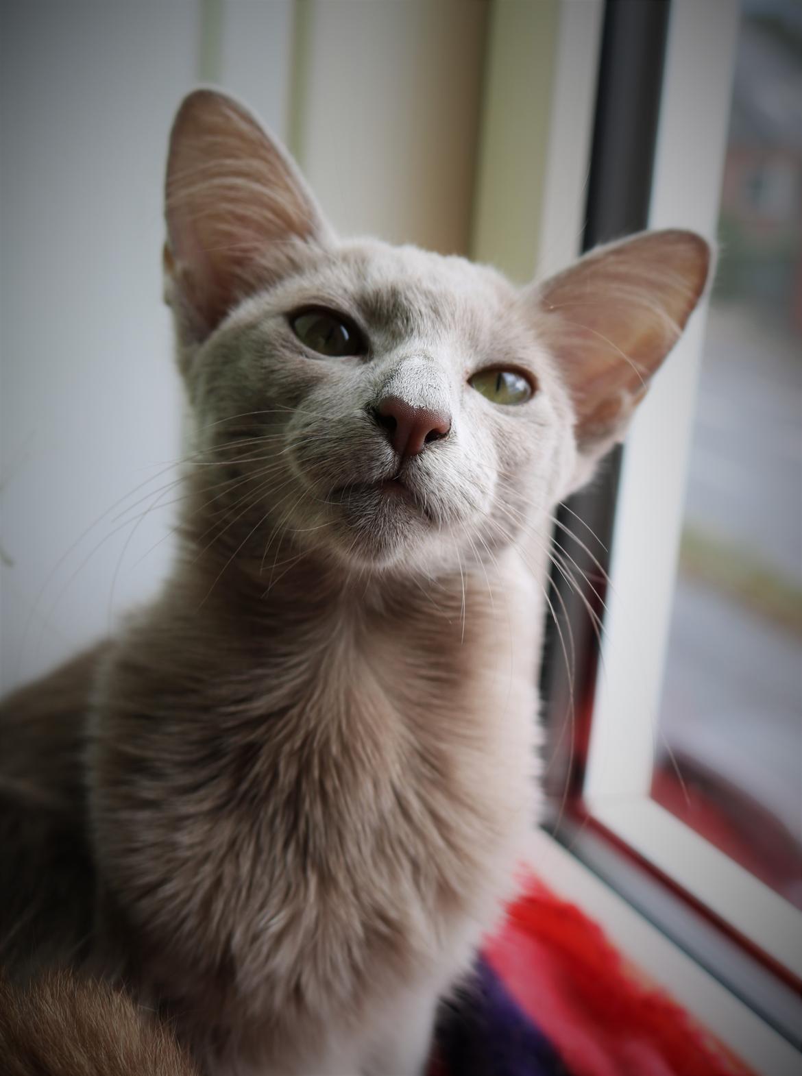 Orientalsk Langhåret DK Kamyne Daisy Duck billede 1