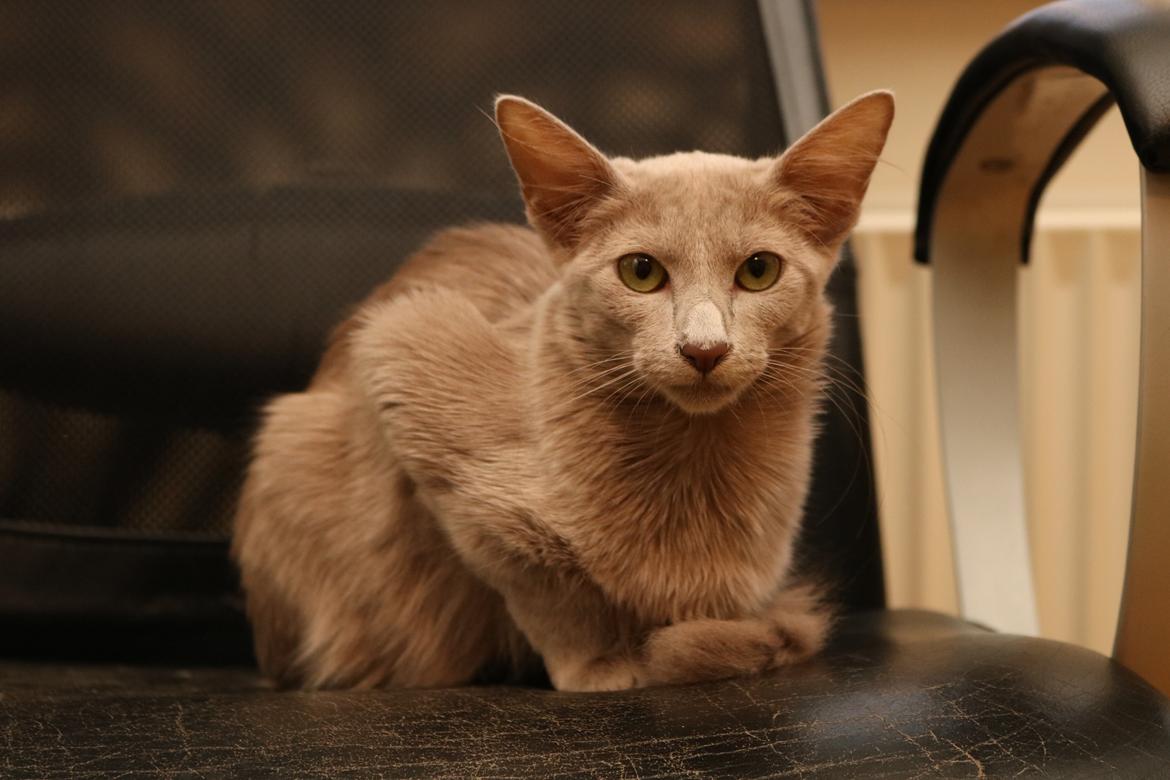 Orientalsk Langhåret DK Kamyne Daisy Duck billede 2