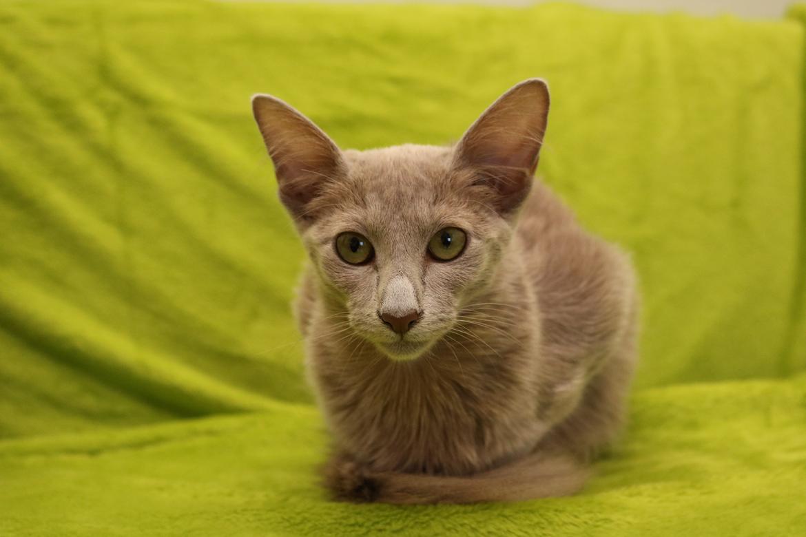 Orientalsk Langhåret DK Kamyne Daisy Duck billede 3