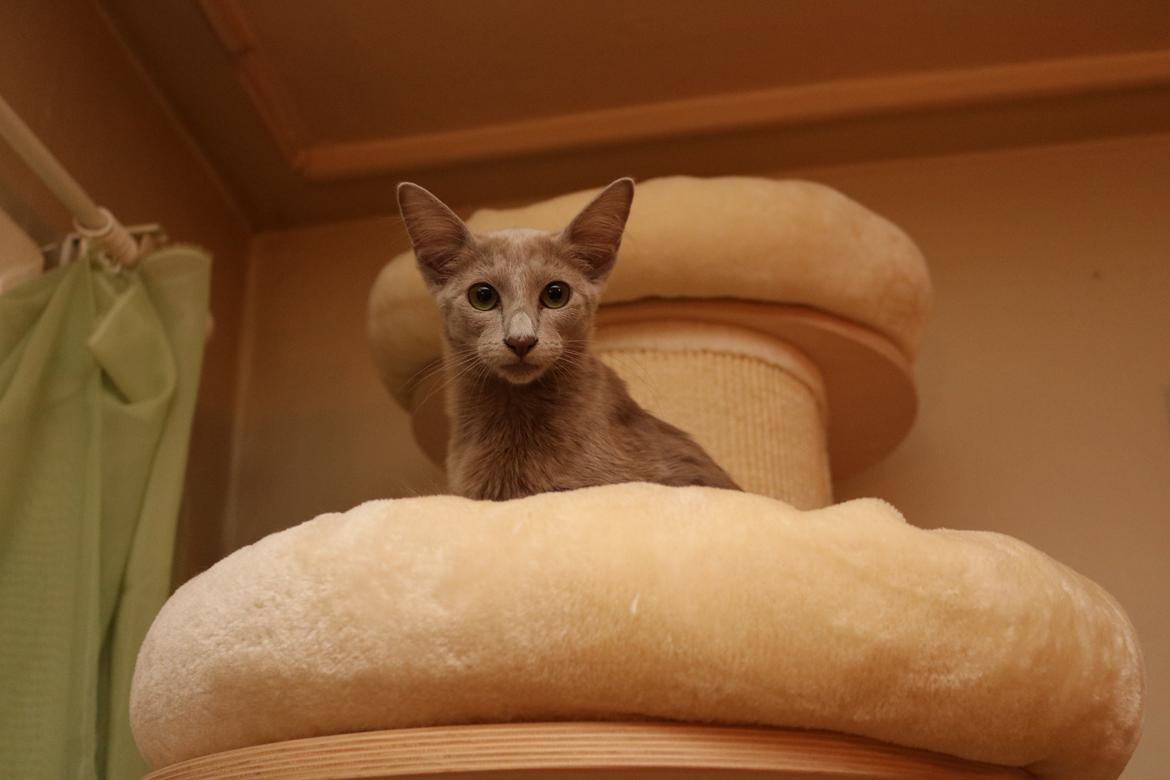 Orientalsk Langhåret DK Kamyne Daisy Duck billede 4