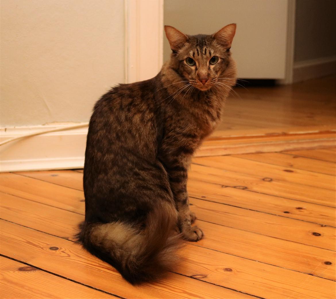 Orientalsk Langhåret DK*Arjuna's Al "Scarface" Capone billede 1