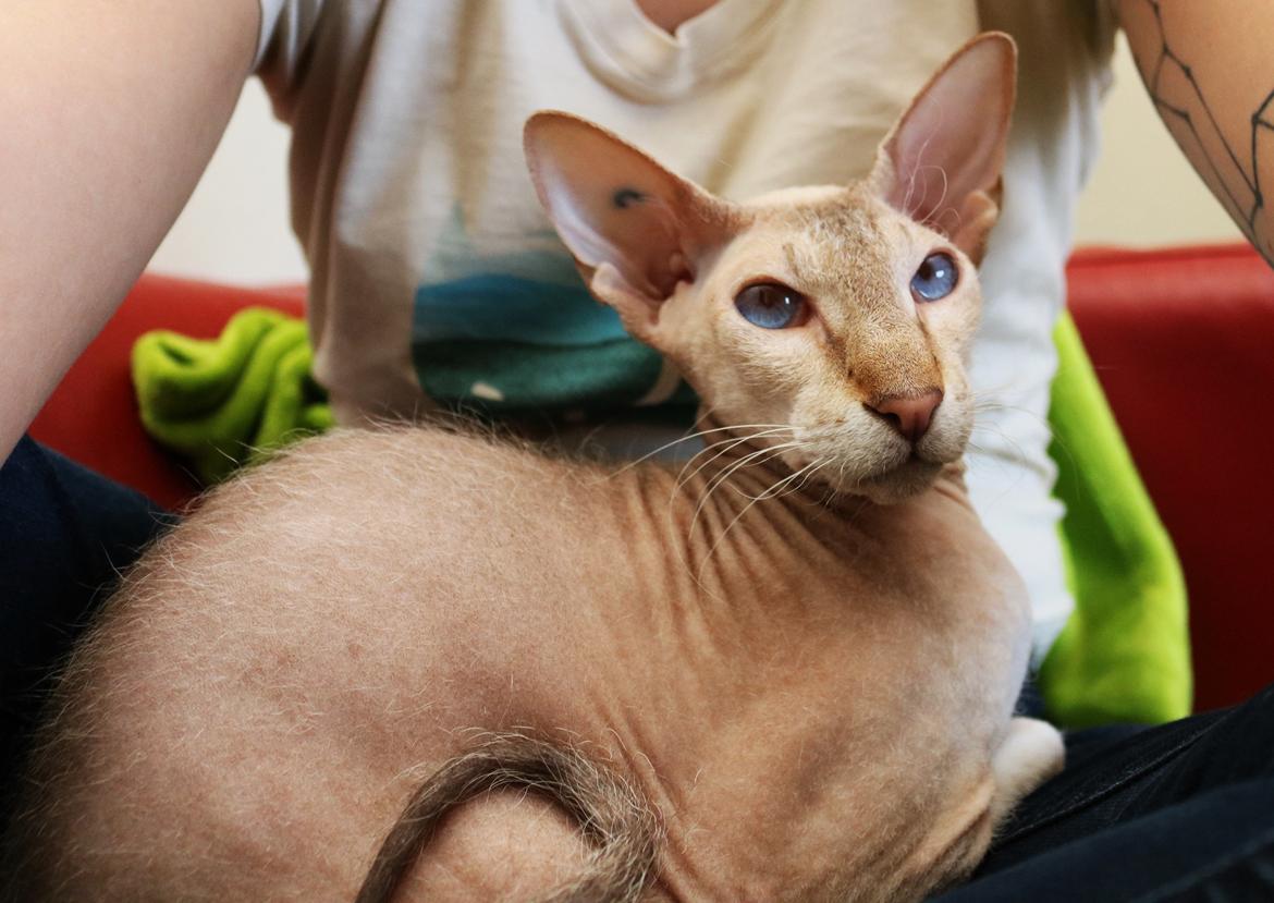 Peterbald DK Petheaven Marshmellow Rufus billede 9