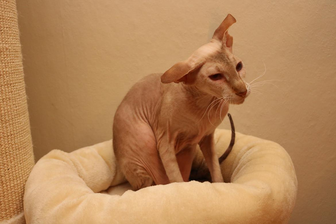 Peterbald DK Petheaven Marshmellow Rufus billede 11