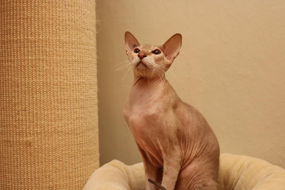 Peterbald DK Petheaven Marshmellow Rufus billede 12