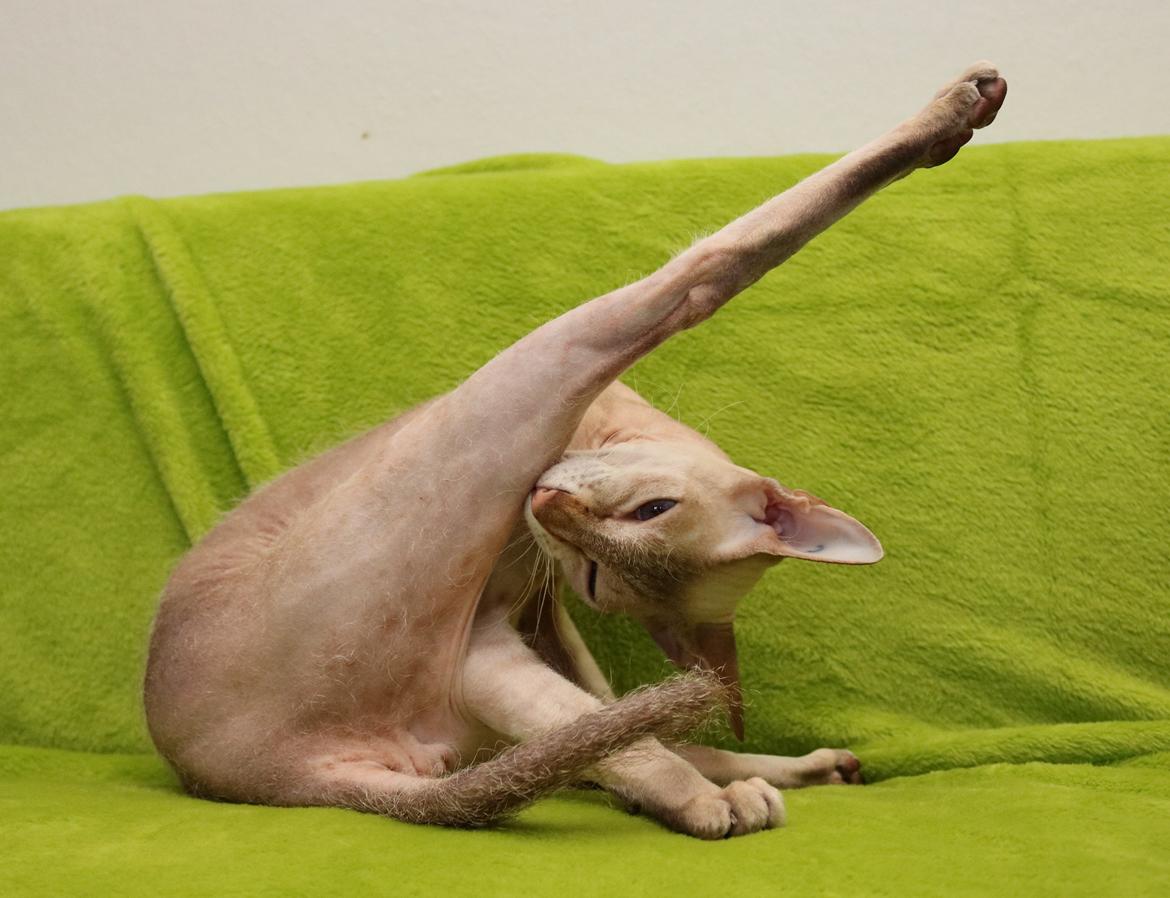 Peterbald DK Petheaven Marshmellow Rufus billede 10