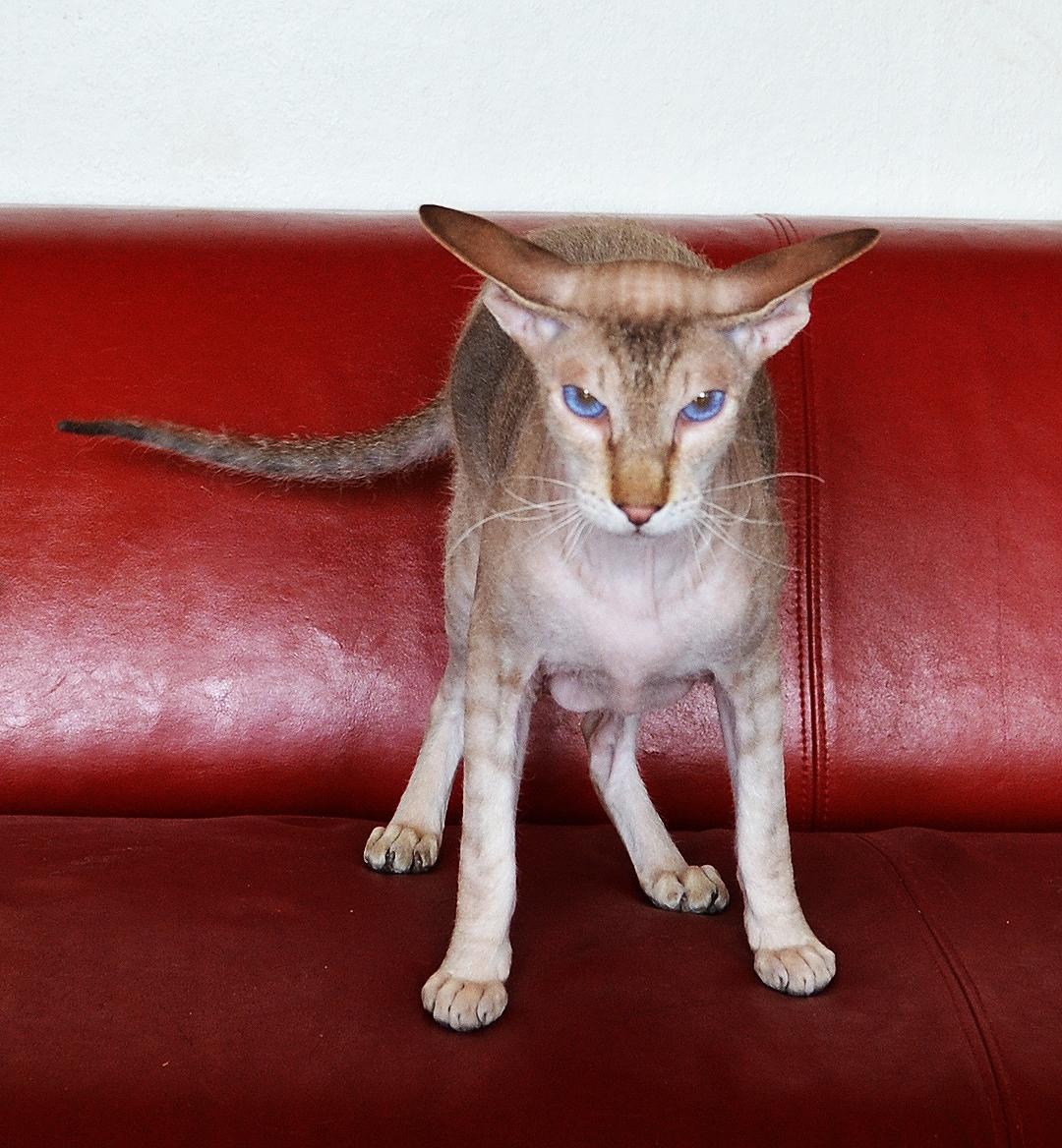 Peterbald DK Petheaven Marshmellow Rufus billede 13
