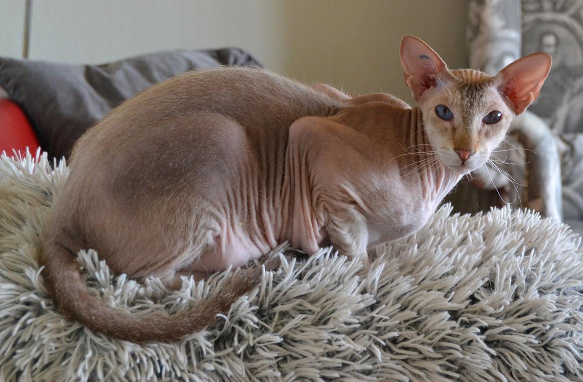 Peterbald DK Petheaven Marshmellow Rufus billede 14