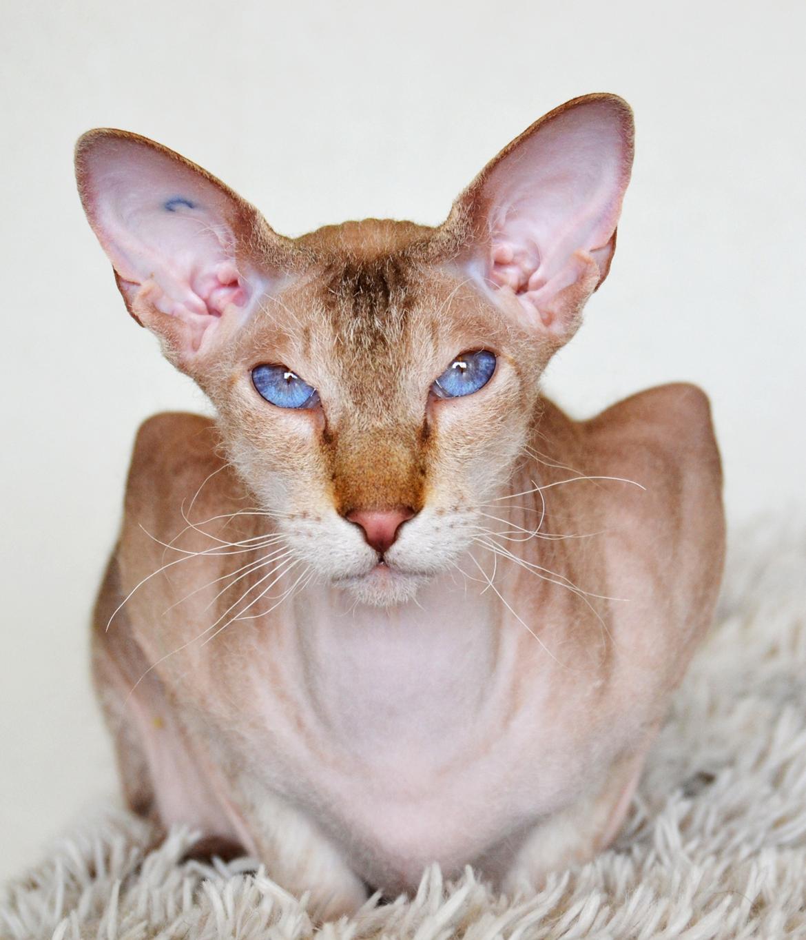 Peterbald DK Petheaven Marshmellow Rufus billede 1