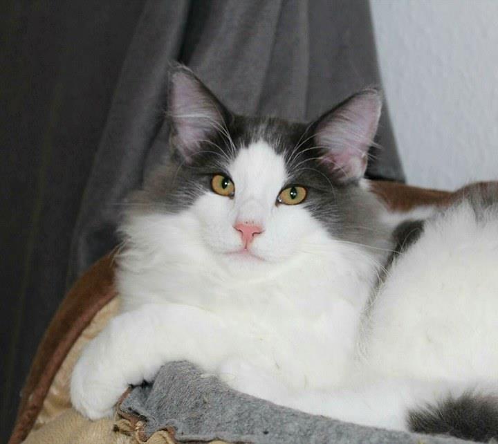 Norsk Skovkat DK Achilla Layla's Ekko billede 20