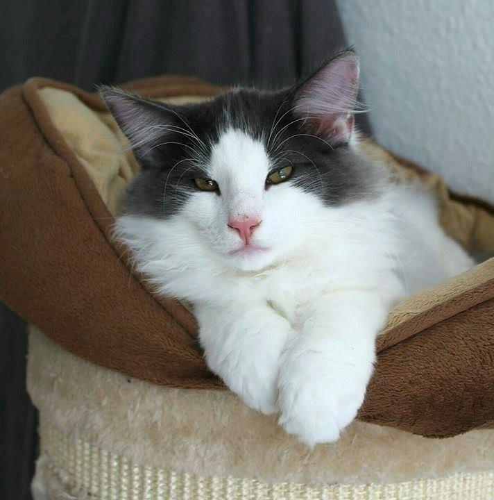 Norsk Skovkat DK Achilla Layla's Ekko billede 24