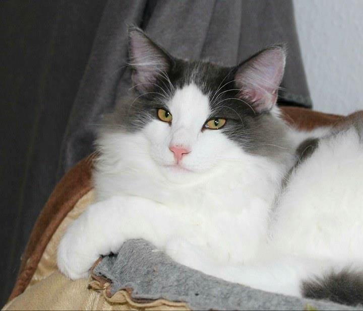 Norsk Skovkat DK Achilla Layla's Ekko billede 21