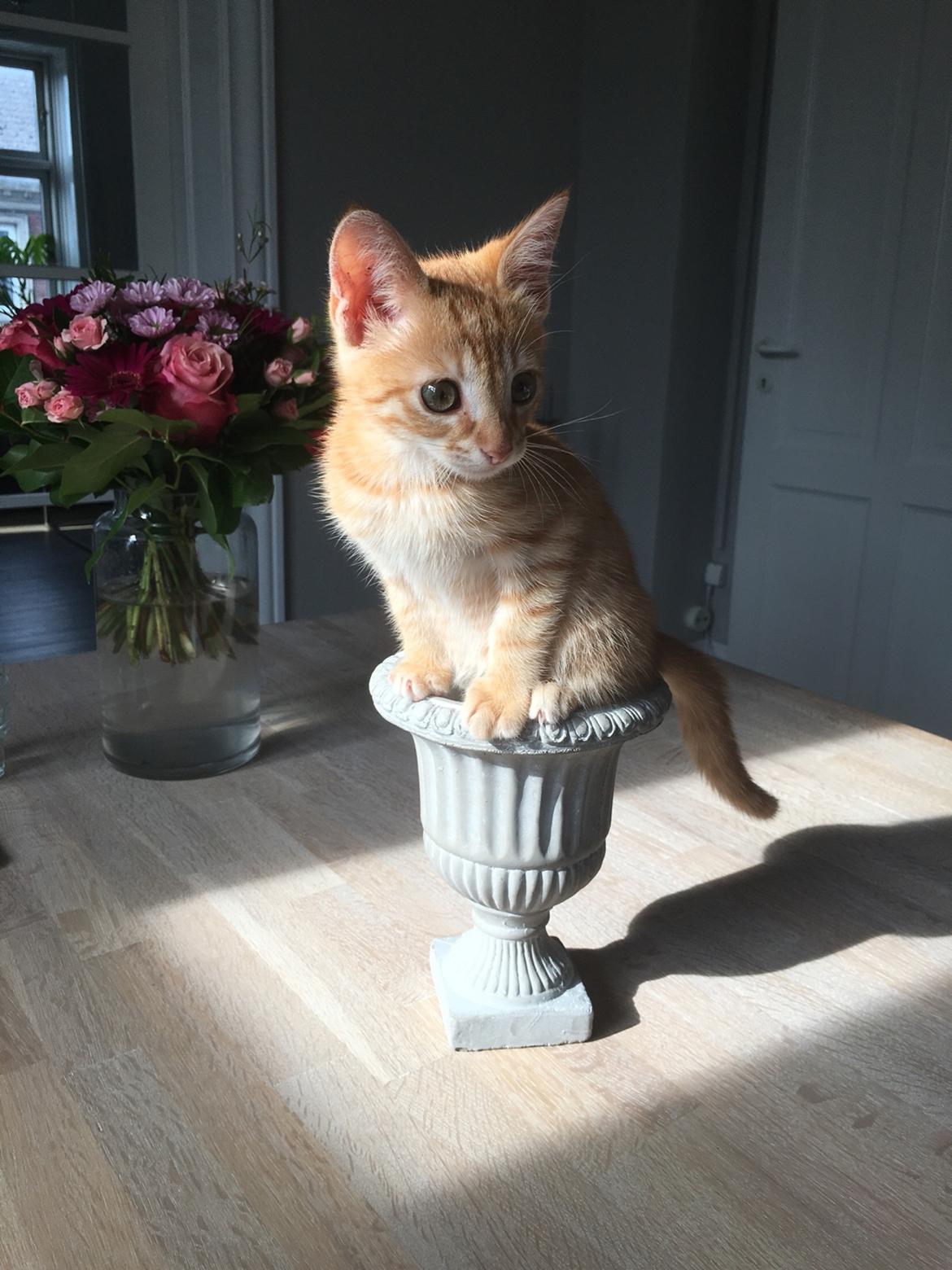 Huskat Misser billede 1