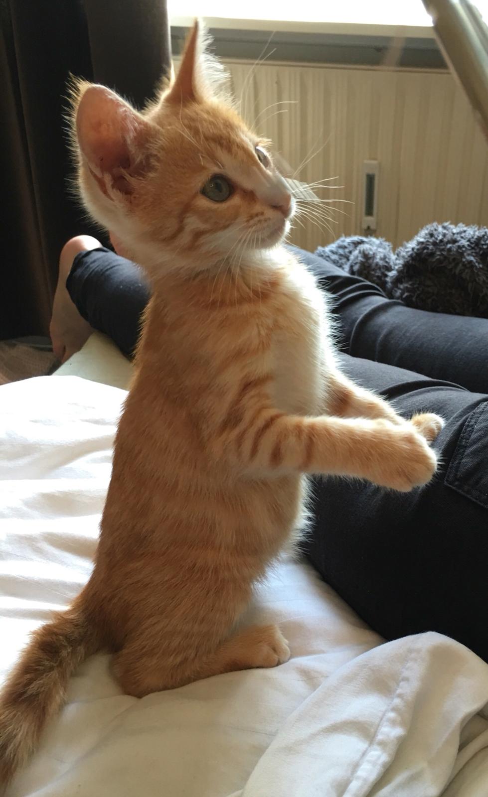 Huskat Misser billede 3