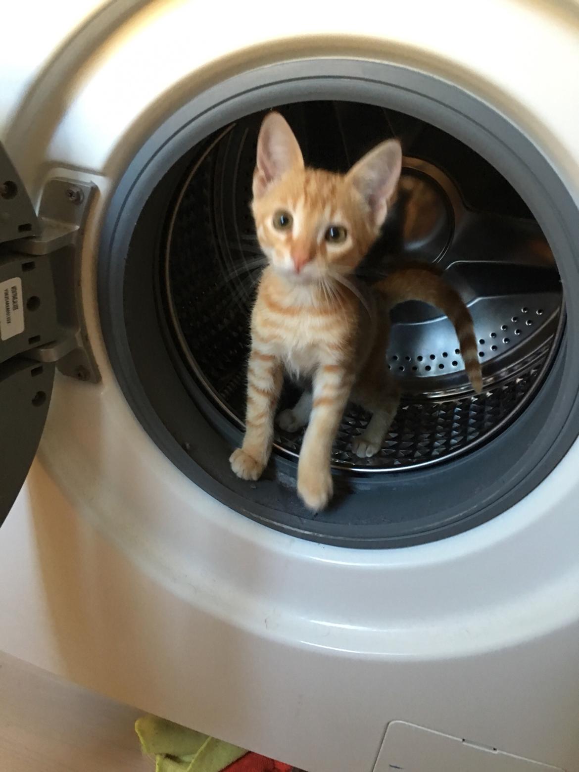 Huskat Misser billede 5