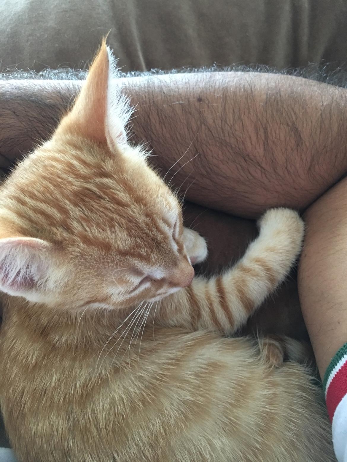 Huskat Misser billede 4