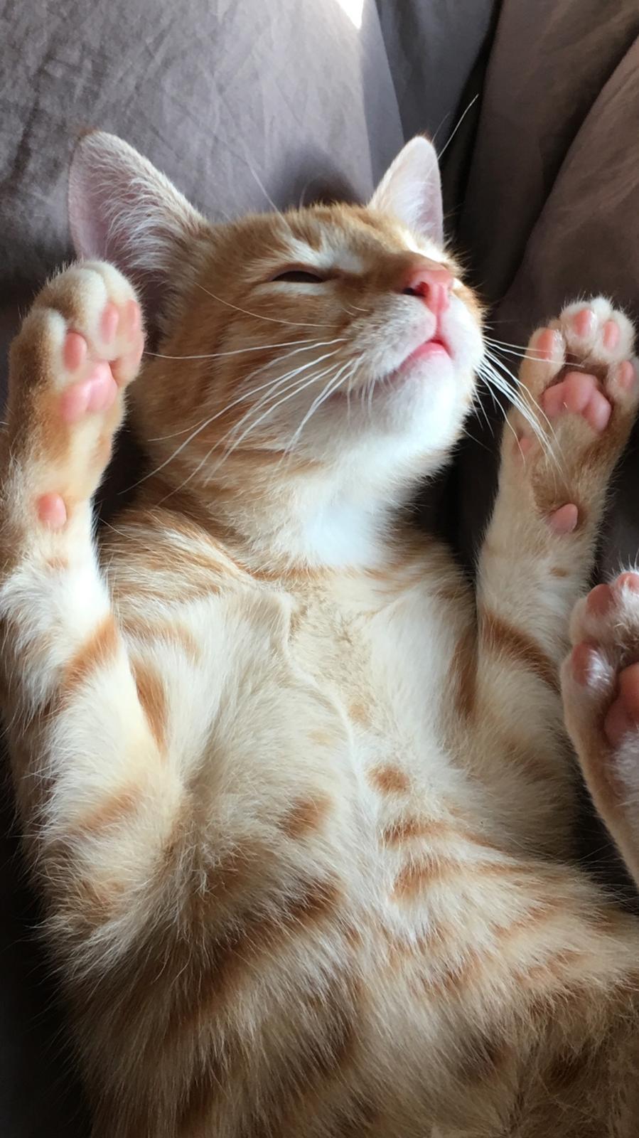 Huskat Misser billede 6