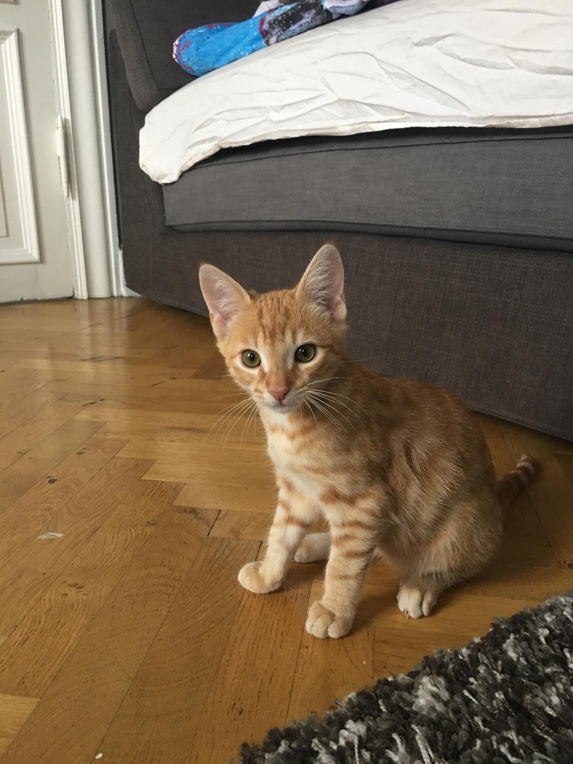 Huskat Misser billede 7