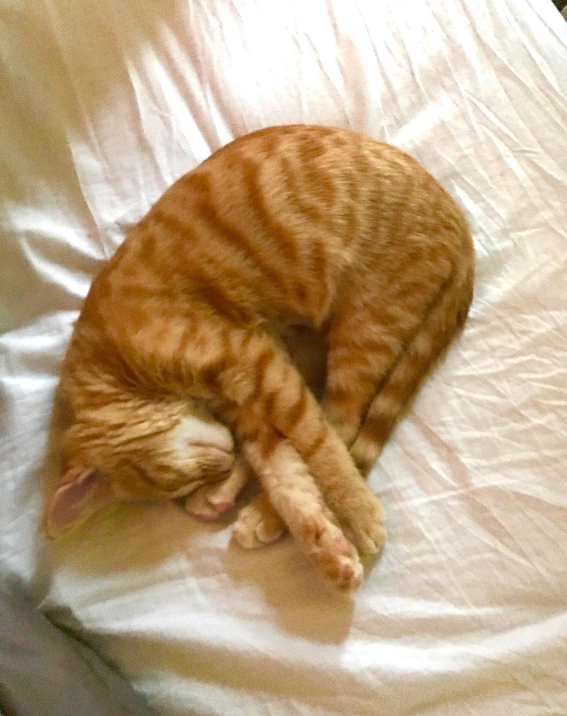 Huskat Misser billede 8