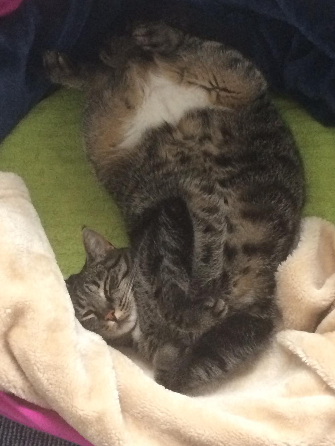 Blanding af racer Mille billede 2