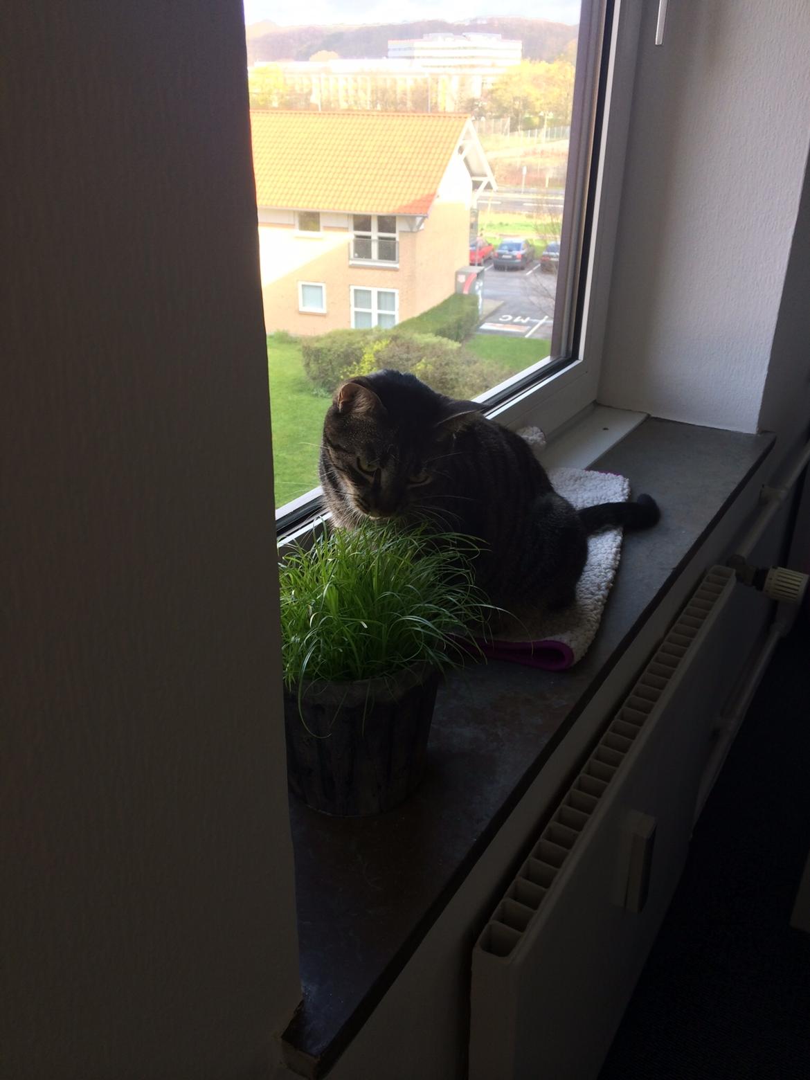 Blanding af racer Mille billede 3