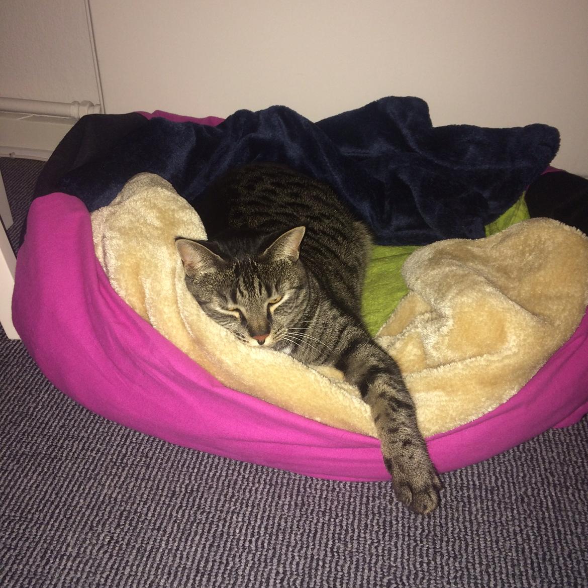 Blanding af racer Mille billede 1