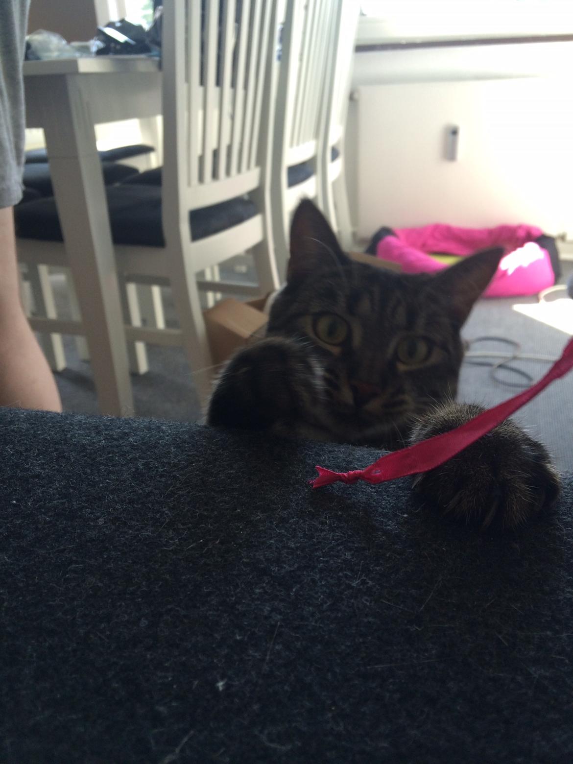 Blanding af racer Mille billede 5